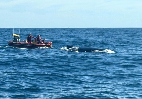 Rescuers struggle to free the whale (NSRI)