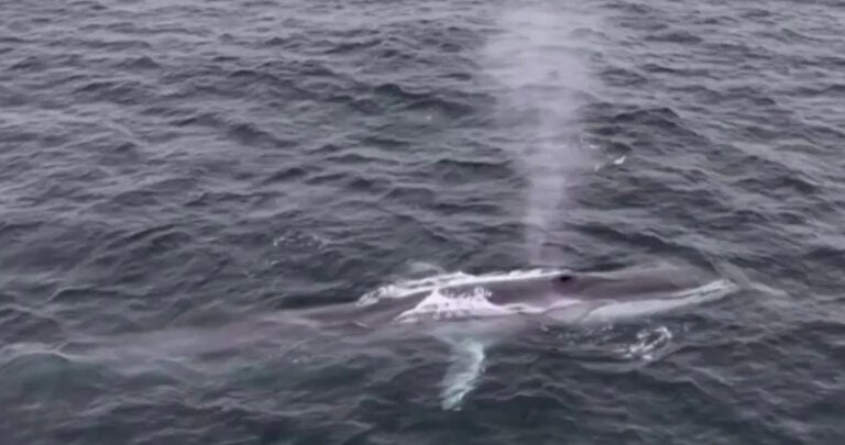 whale