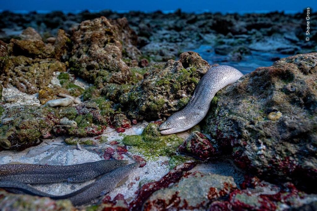 2025 Wildlife Photo contest winners revealed 1 (Shane Gross / Wildlife Photographer of the Year)