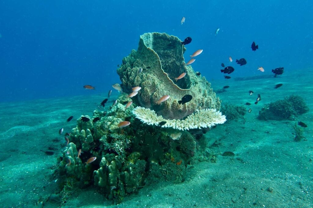 Barrel sponge and pink anthias, Michelle’s