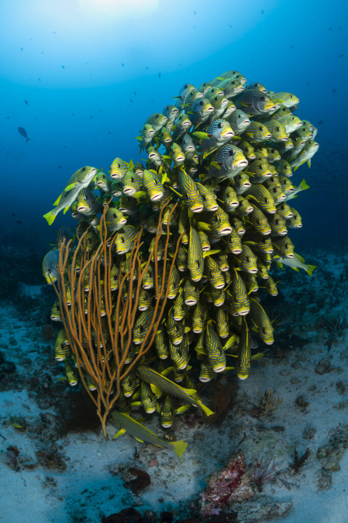 Top 5 Dive Sites in Raja Ampat 1 Raja Ampat's clear waters and abundance of marine life.