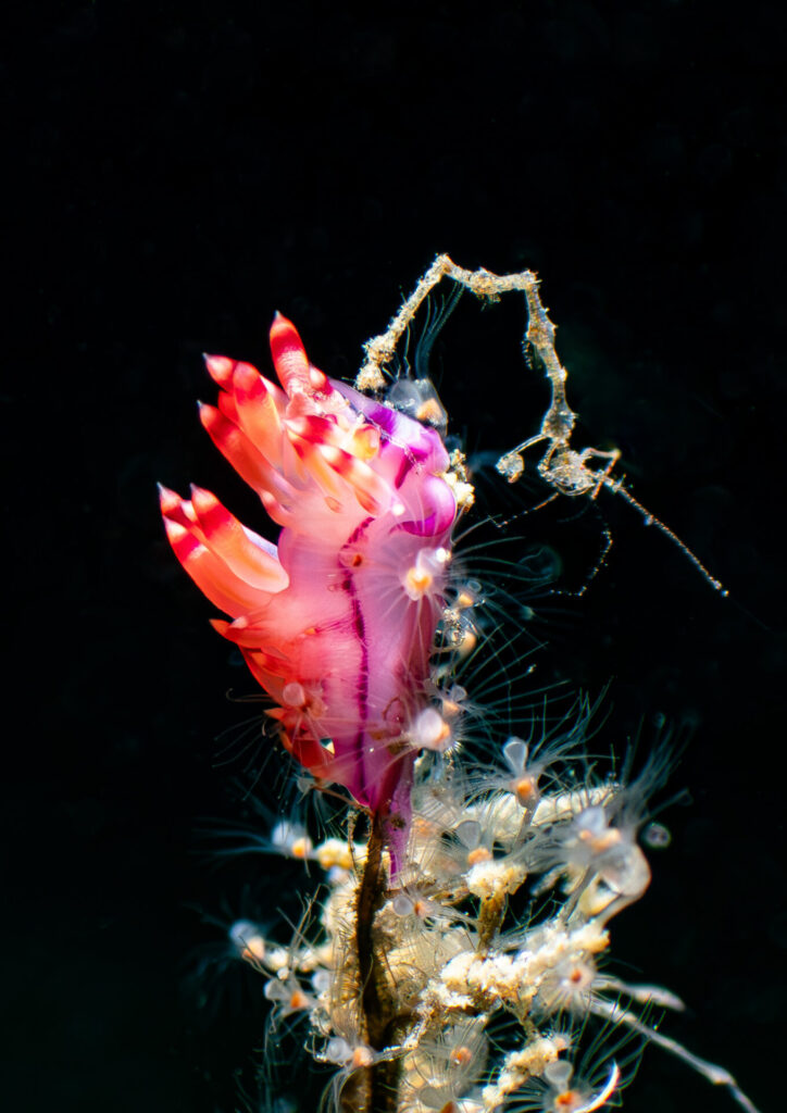 The Nautilus Scuba Club Cairns 4 Compact macro image with stunning colours.