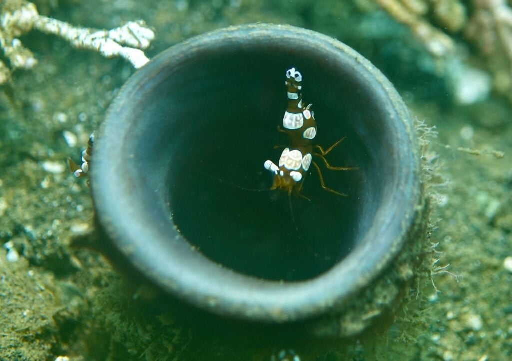 Squat shrimp