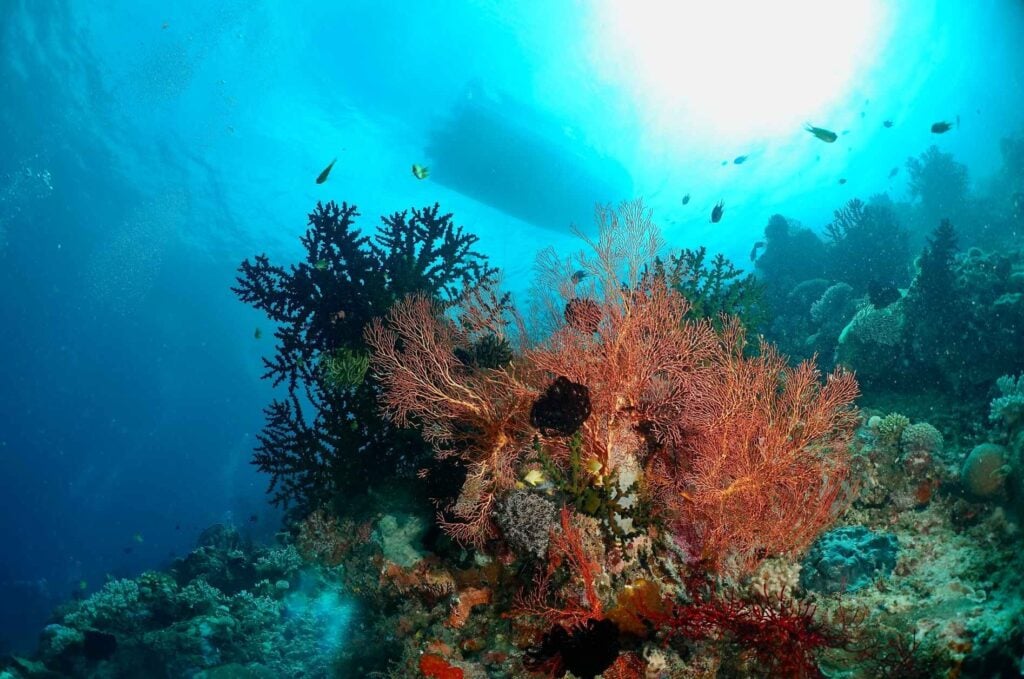 Gorgonians, Tubastrea green coral and the dive boat at Cherie’s Reef