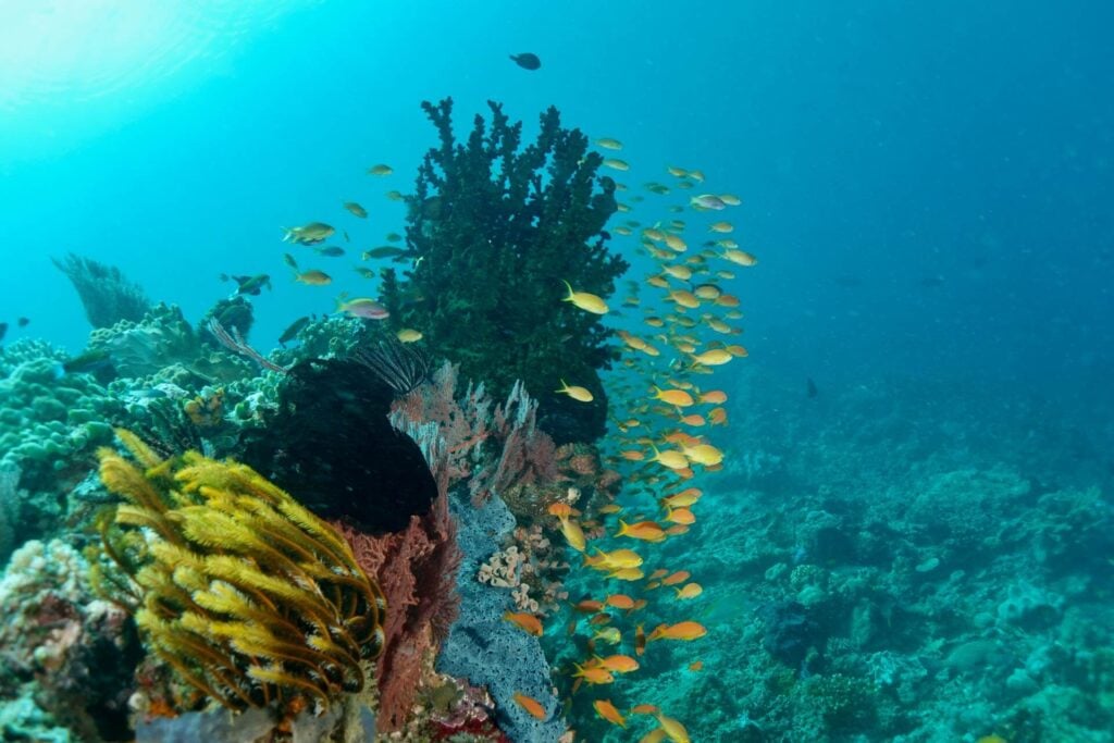 Squarespot anthias