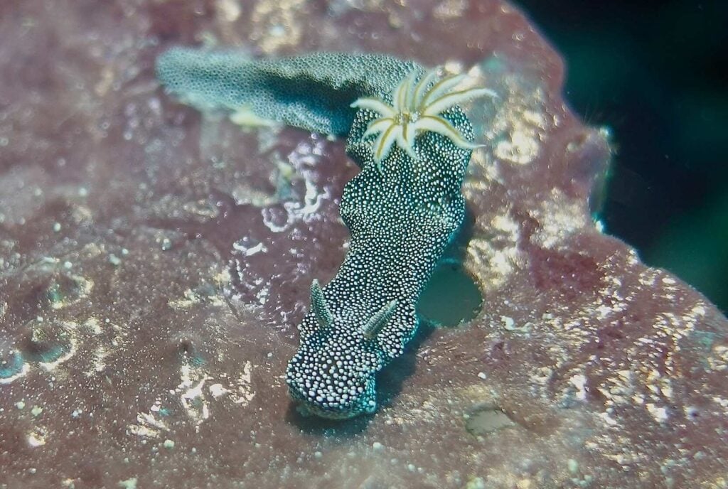 Doriprismatica stellata nudibranch at Wahoo Point