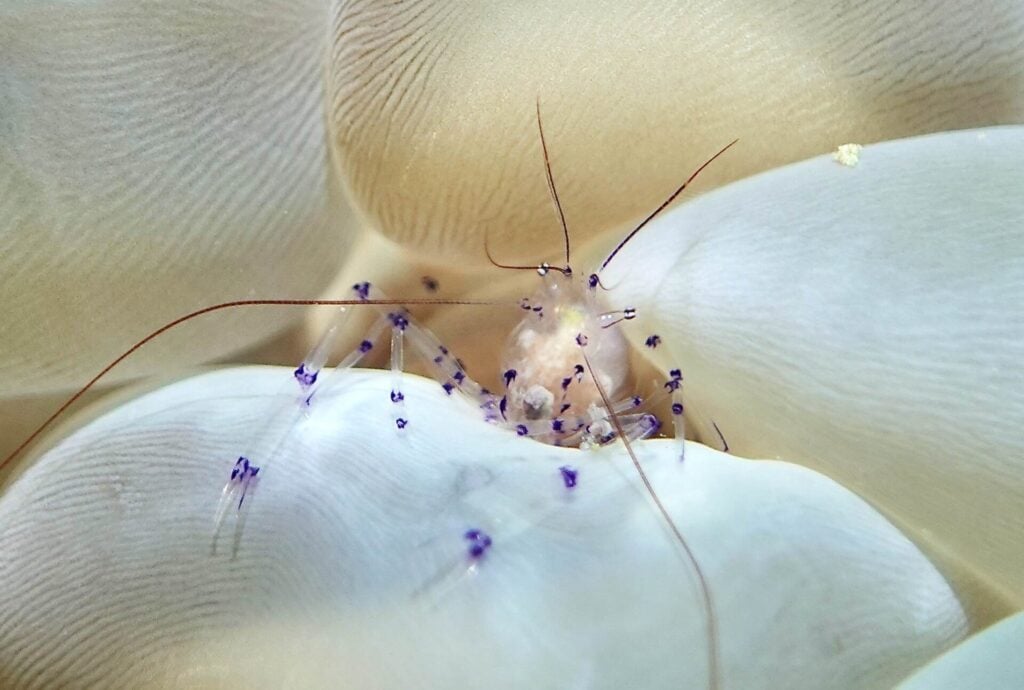 Bubble-coral shrimp