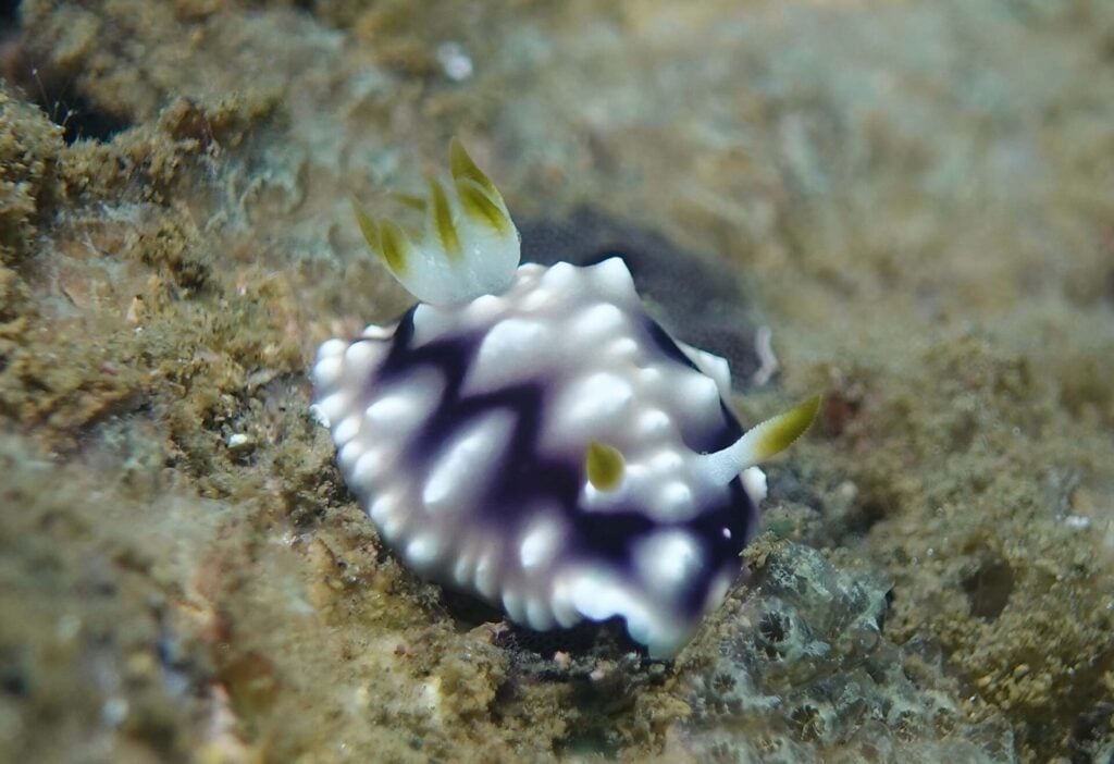 Geometric chromodoris