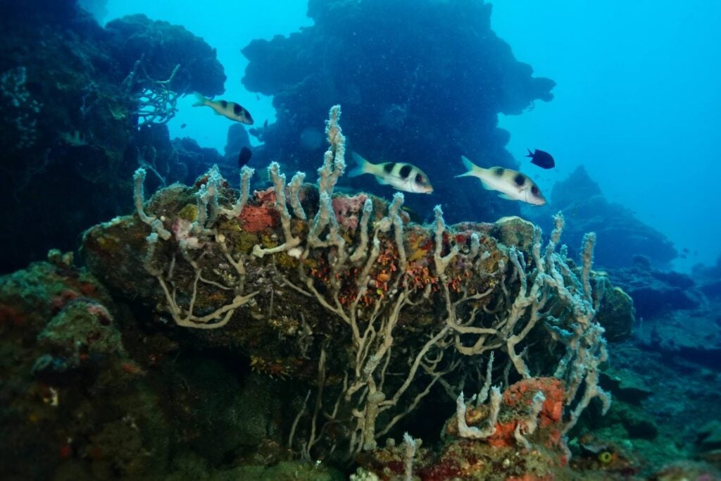 Doublebar goatfish over a boulder