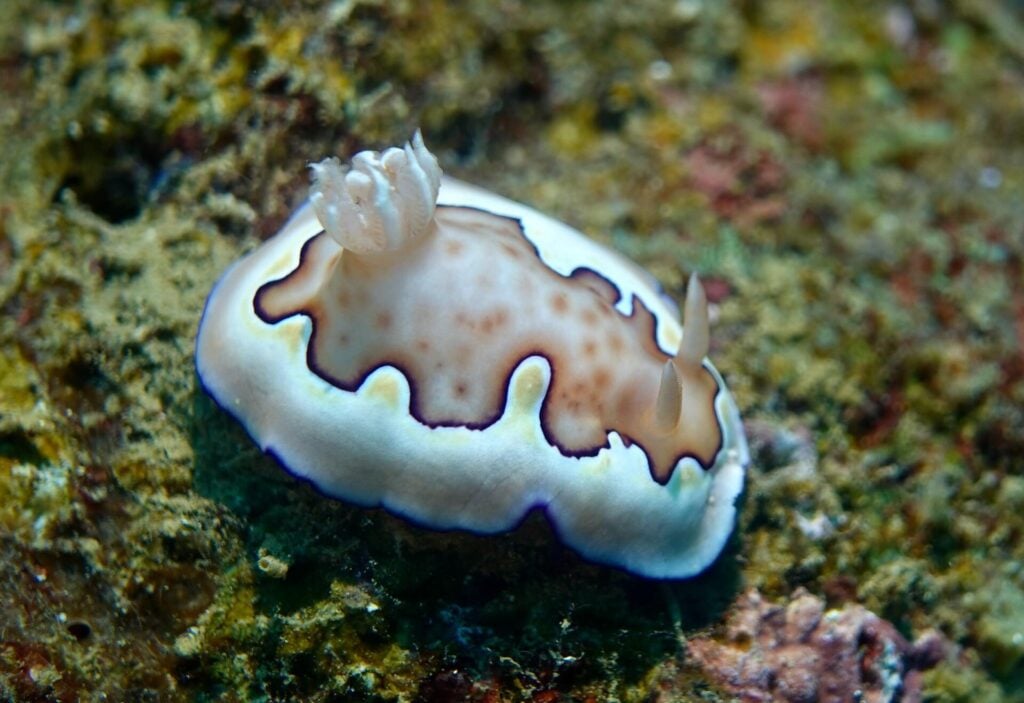 Co’s Chromodoris