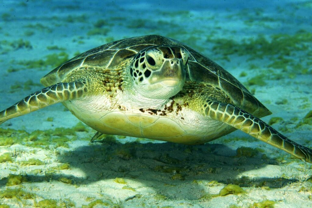 Green turtle in Bonaire (Laszlo Ilyes)