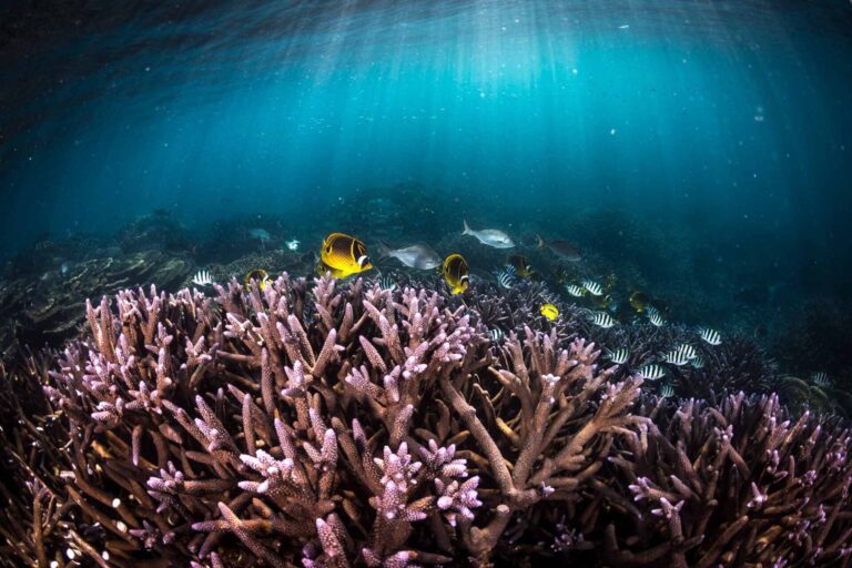 Coral reef (Matt Curnock)