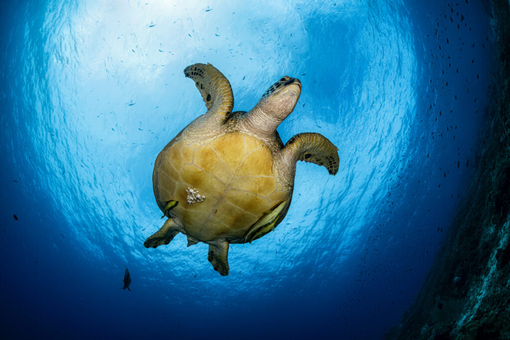 Top 5 Dive Sites in Raja Ampat 3 Turtle swimming by