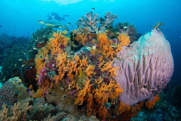 Best Dive Destinations of Malaysian Borneo
