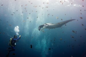 When giant mantas dive way beyond scuba depths, they seem to be finding their way (Daniel Sasse)