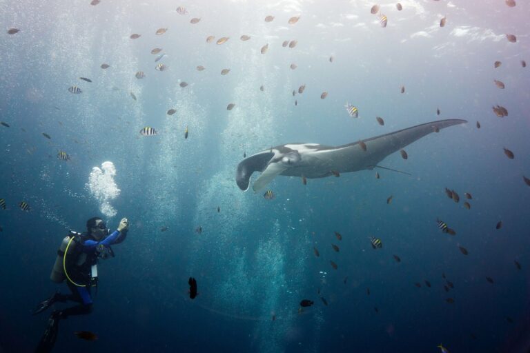 When giant mantas dive way beyond scuba depths, they seem to be finding their way (Daniel Sasse)