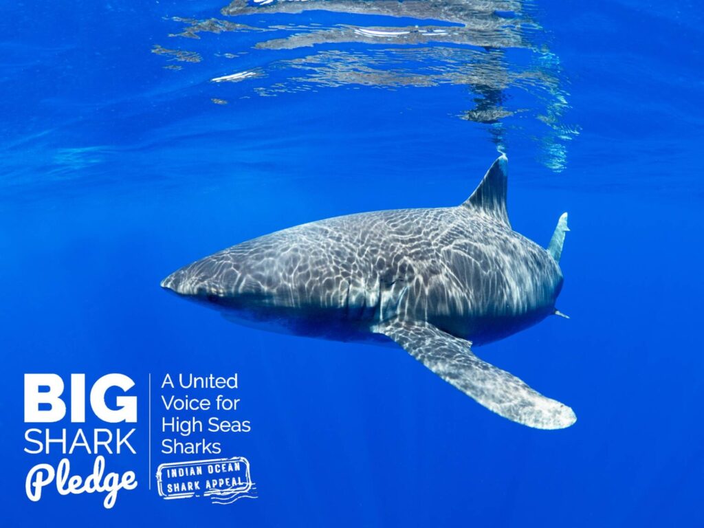 Big Shark Pledge (Shark Trust)