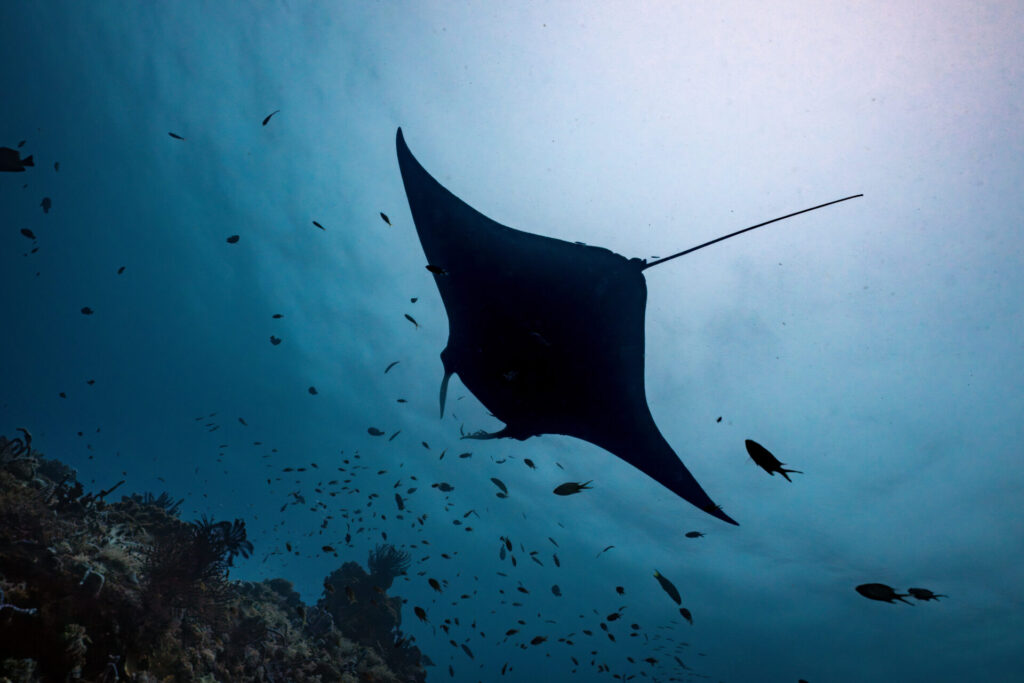 Top 5 Dive Sites in Raja Ampat 5 Graceful manta swimming above.