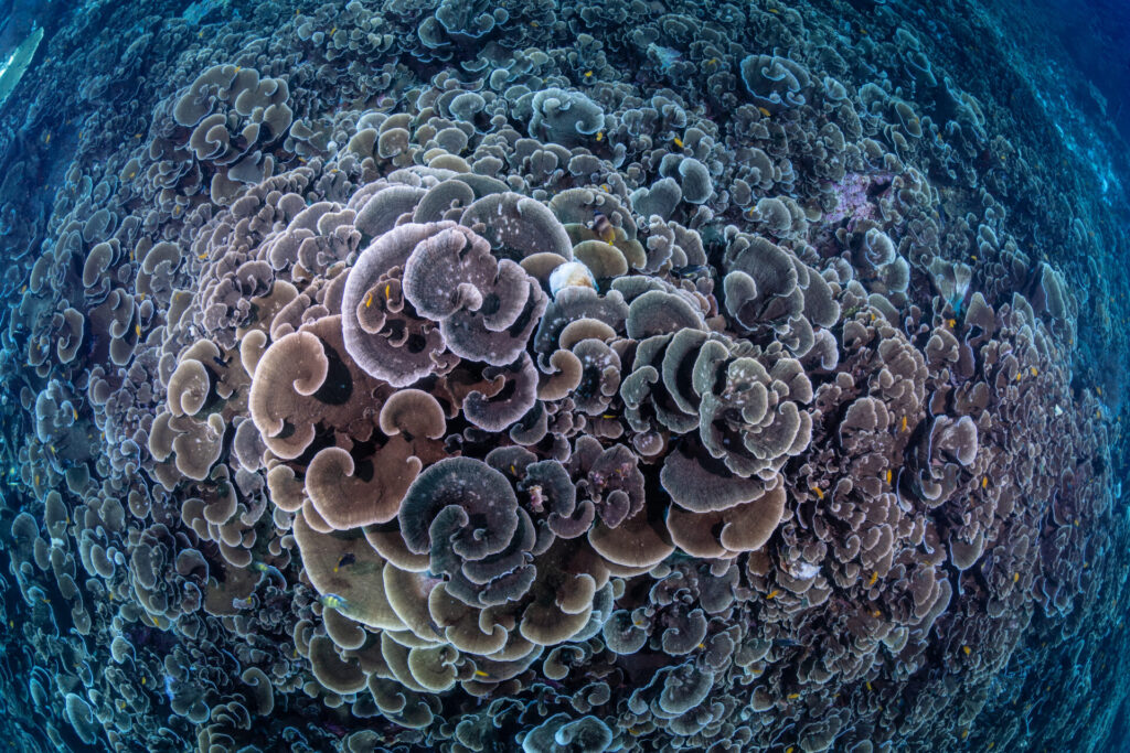 Top 5 Dive Sites in Raja Ampat 2 Spectacular coral heads