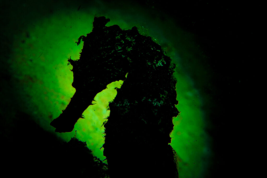 Top 5 Dive Sites in Raja Ampat 4 Silhouette of a seahorse.