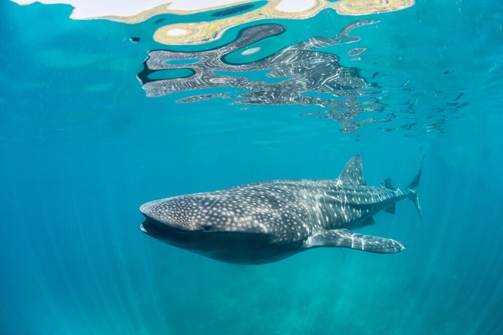 The iconic whale shark (Shark Trust)