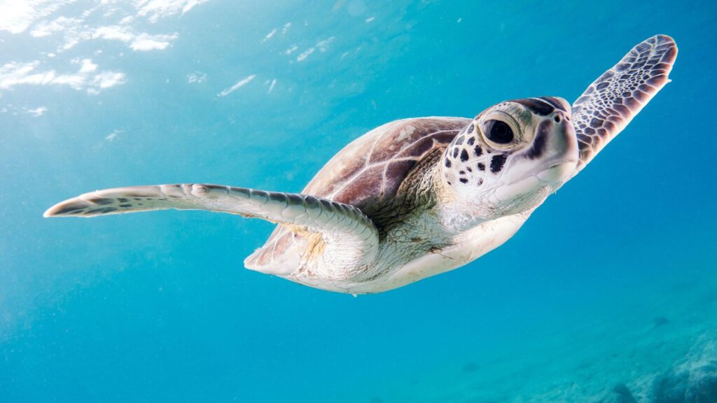 Young green turtle (Kris Mikael Krister)
