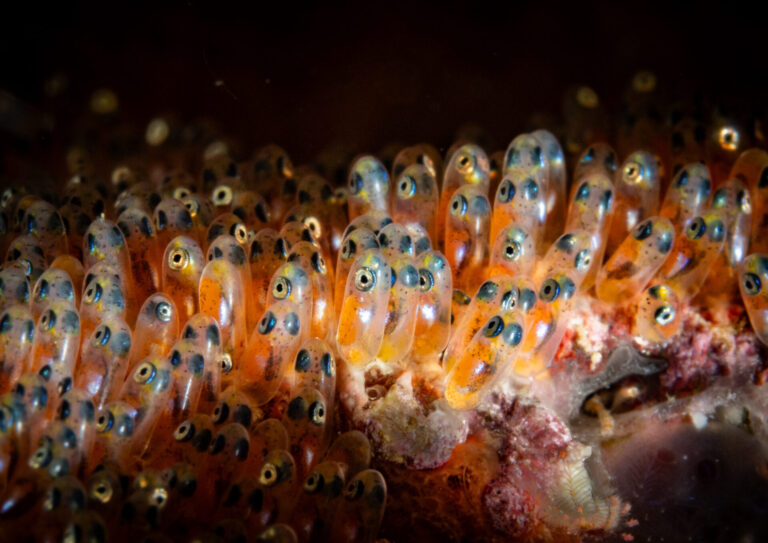 The Nautilus Scuba Club Cairns