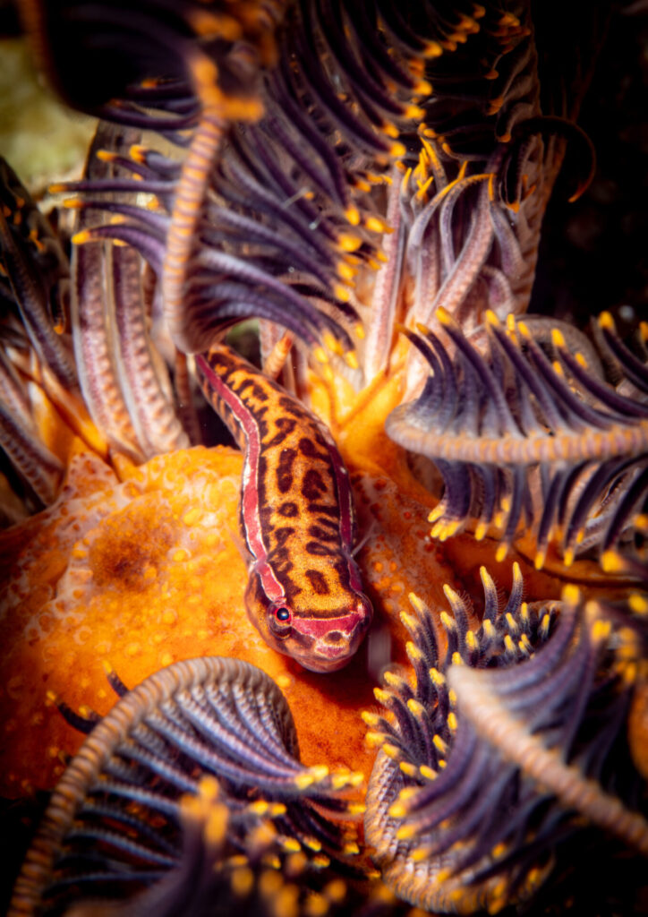 The Nautilus Scuba Club Cairns 3 Beautiful macro of fish and coral.