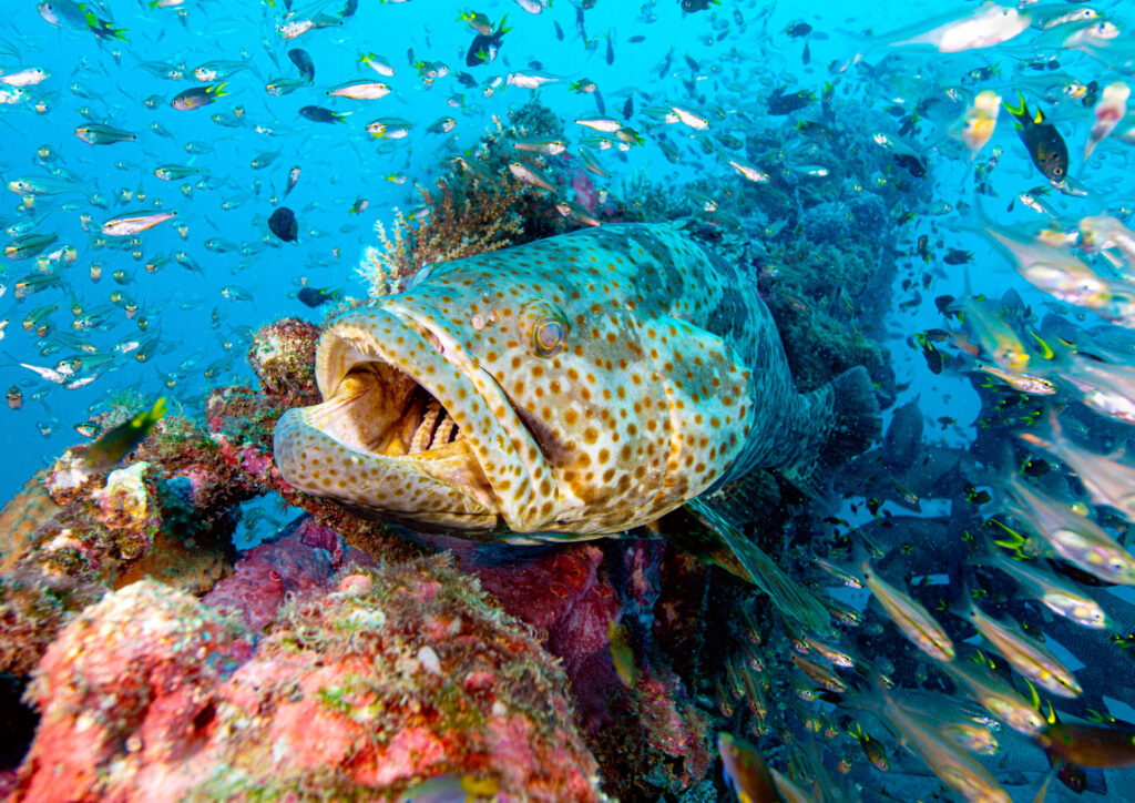 The Nautilus Scuba Club Cairns 2 Huge Grouper on a very busy cleaning station.