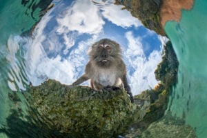 An amazing image from the DPG Underwater Imaging Competition- Monkey