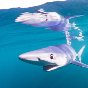 Blue shark in the Indian Ocean (Shark Trust)