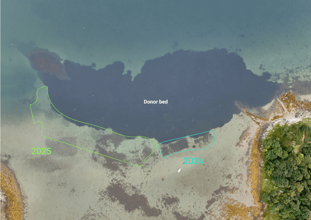 Seawilding breakthrough for seagrass restoration 4 Seawilding