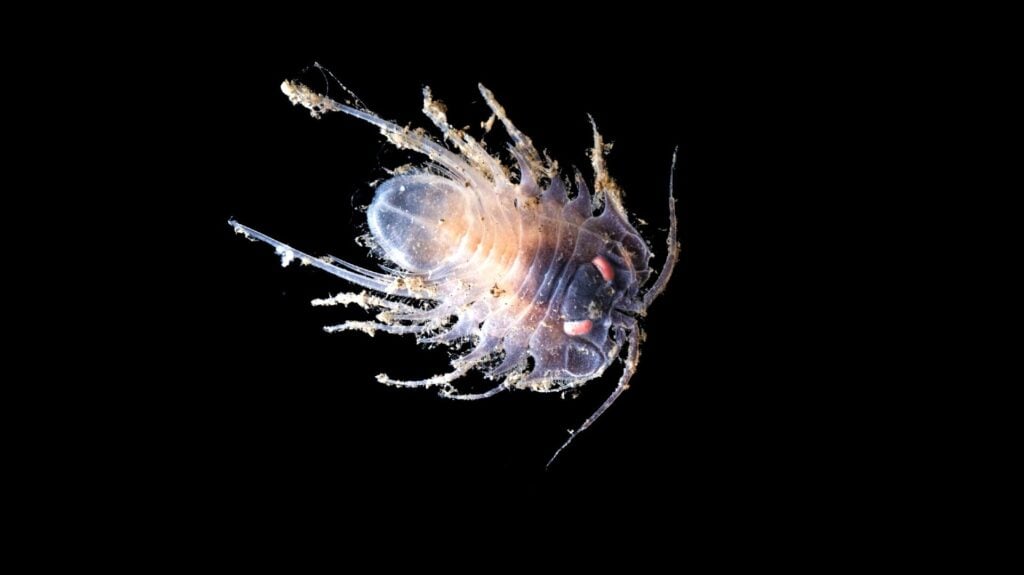 Isopod (Jialing Cai, The Nippon Foundation - Nekton Ocean Census, Schmidt Ocean-Institute © 2025) 