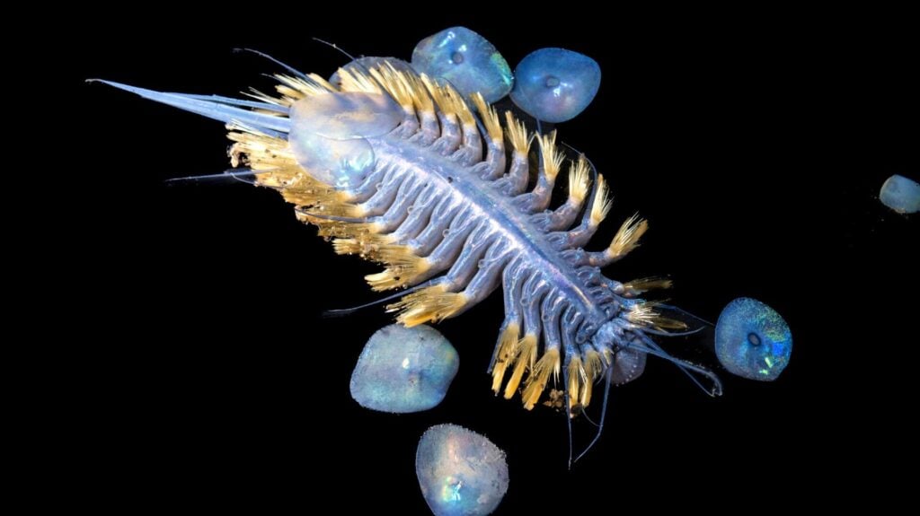 Iridescent scale-worm (Jialing Cai, The Nippon Foundation - Nekton Ocean Census, Schmidt Ocean-Institute © 2025) 