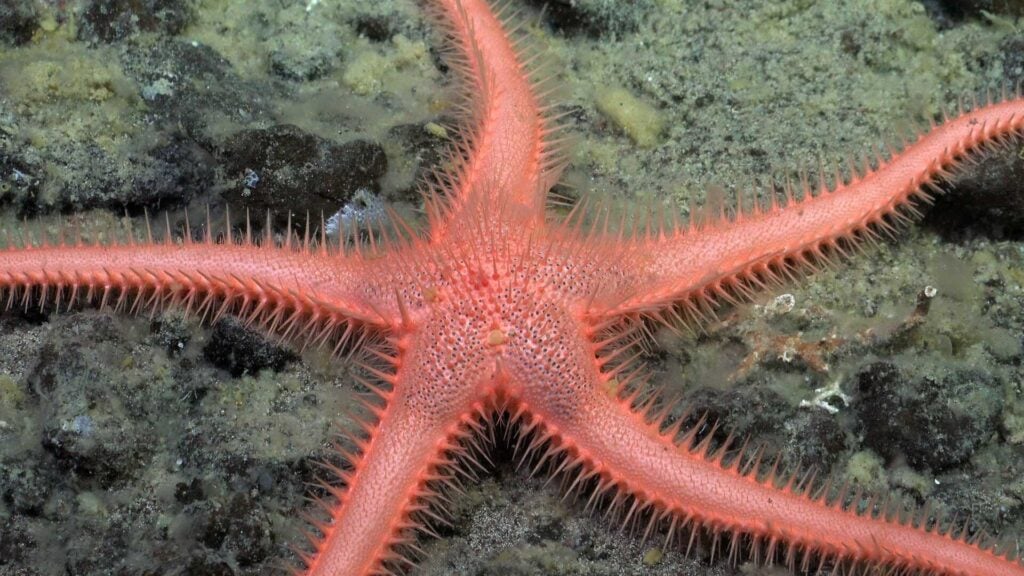 Seastar (The Nippon Foundation - Nekton Ocean Census, Schmidt Ocean-Institute © 2025) 