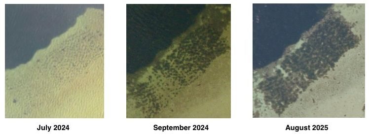 Seawilding breakthrough for seagrass restoration 1 Seawilding