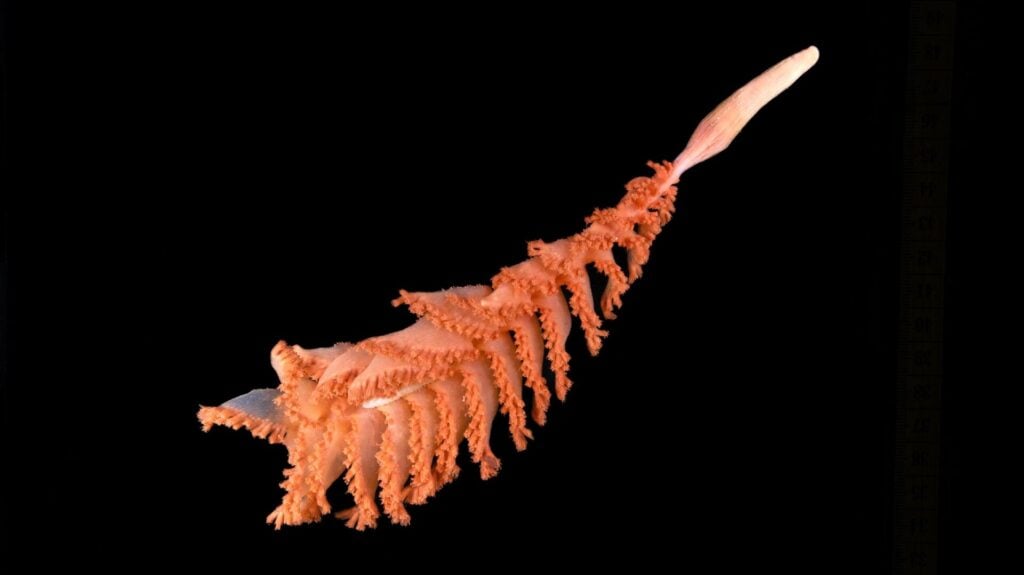 Sea pen (Paul Satchell, The Nippon Foundation - Nekton Ocean Census, Schmidt Ocean-Institute © 2025) 