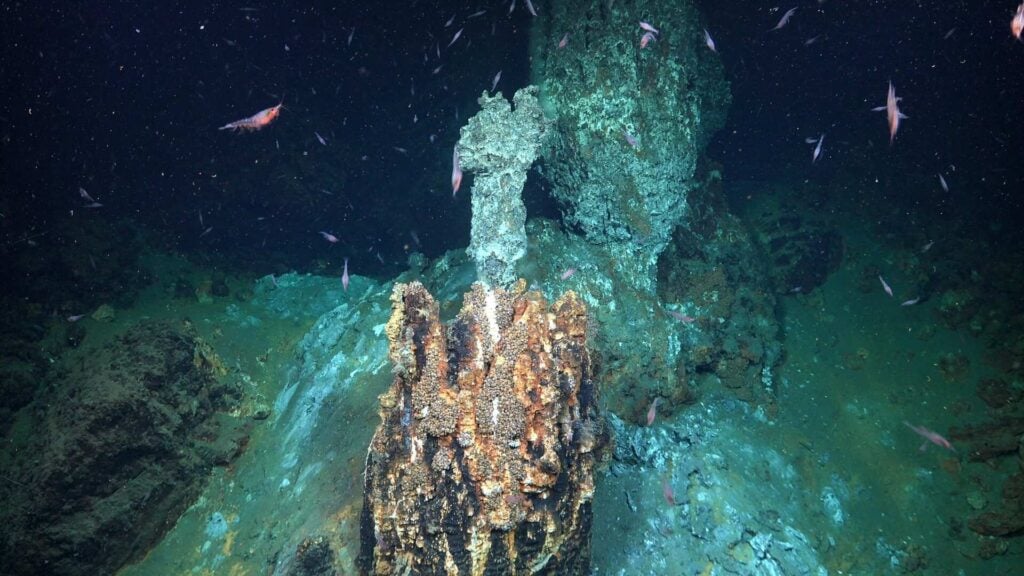 New hydrothermal vents at around 700m (The Nippon Foundation - Nekton Ocean Census, Schmidt Ocean Institute © 2025) 