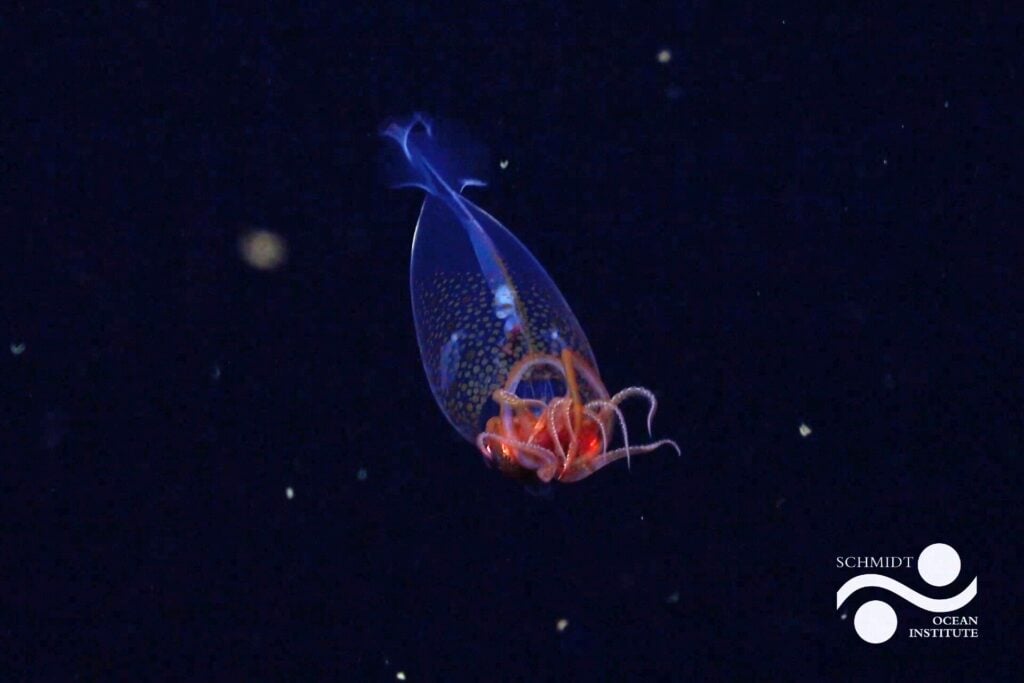First confirmed live observation of the colossal squid in its natural habitat. They can grow up to 7m long - this one was 30cm (Schmidt Ocean Institute © 2025) 