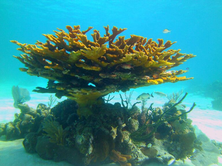 Acropora palmata or elkhorn coral (Tisquesusa)