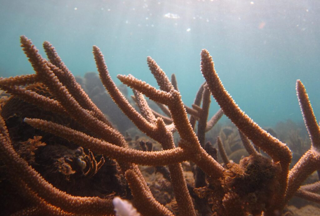 Acropora corals 'functionally extinct' off Florida Keys 1 Staghorn coral - Acropora cervicornis (Roban Kramer)