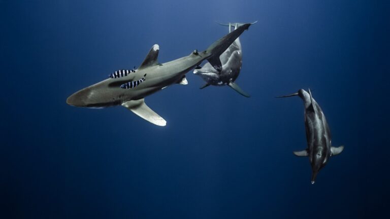 Oceanic whitetip shark (Alex Schmidt)