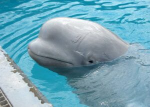 Beluga whale at Marineland of Canada (Dagwald)