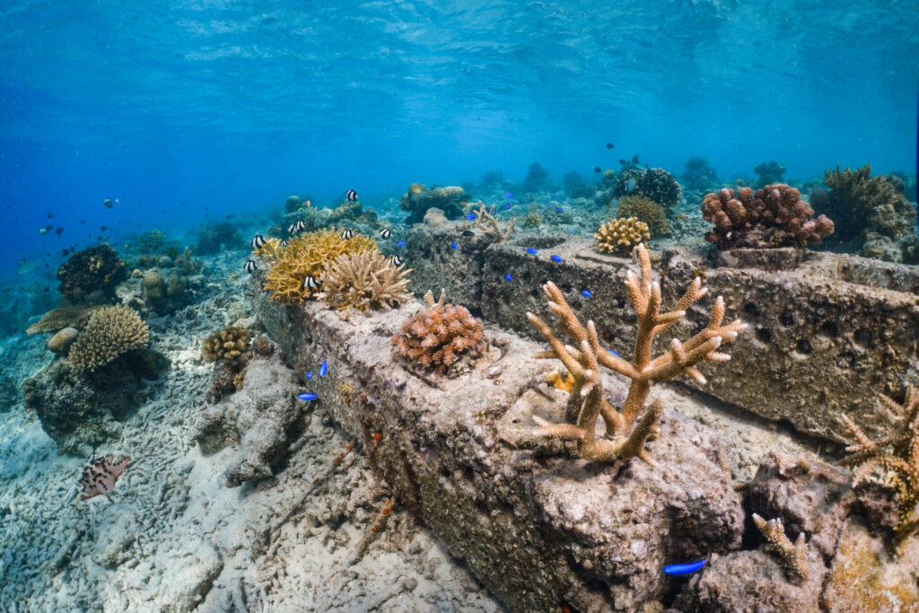 7 Amazing Malaysian Marine Conservation Projects – Divernet