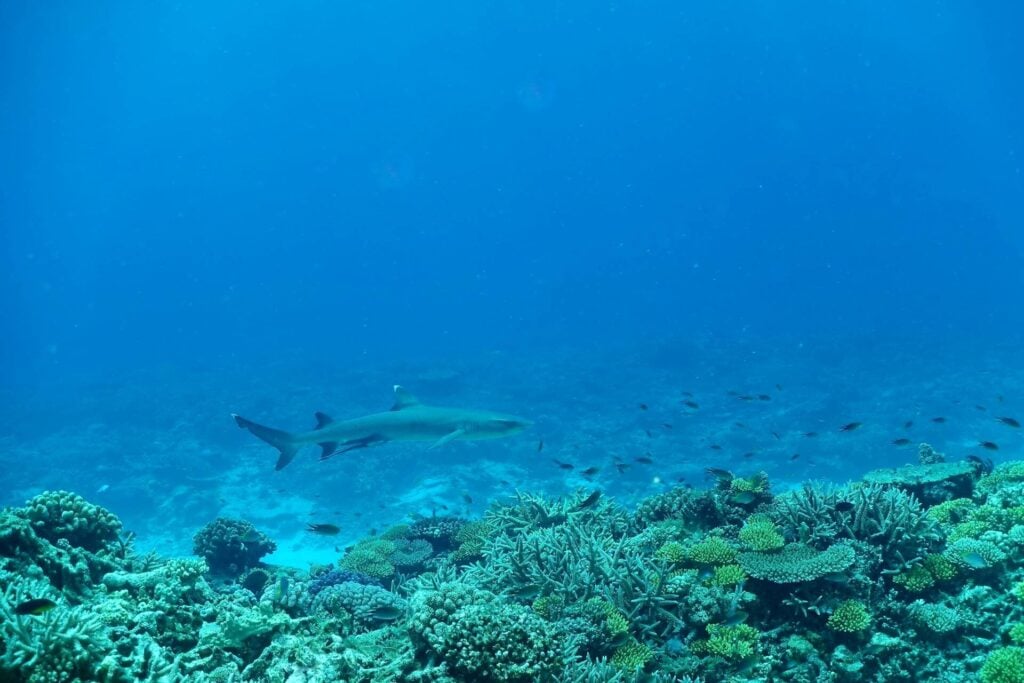 Whitetip shark over ridge, Watermelon