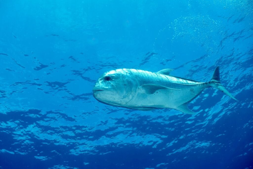 Giant jack, Utchisan