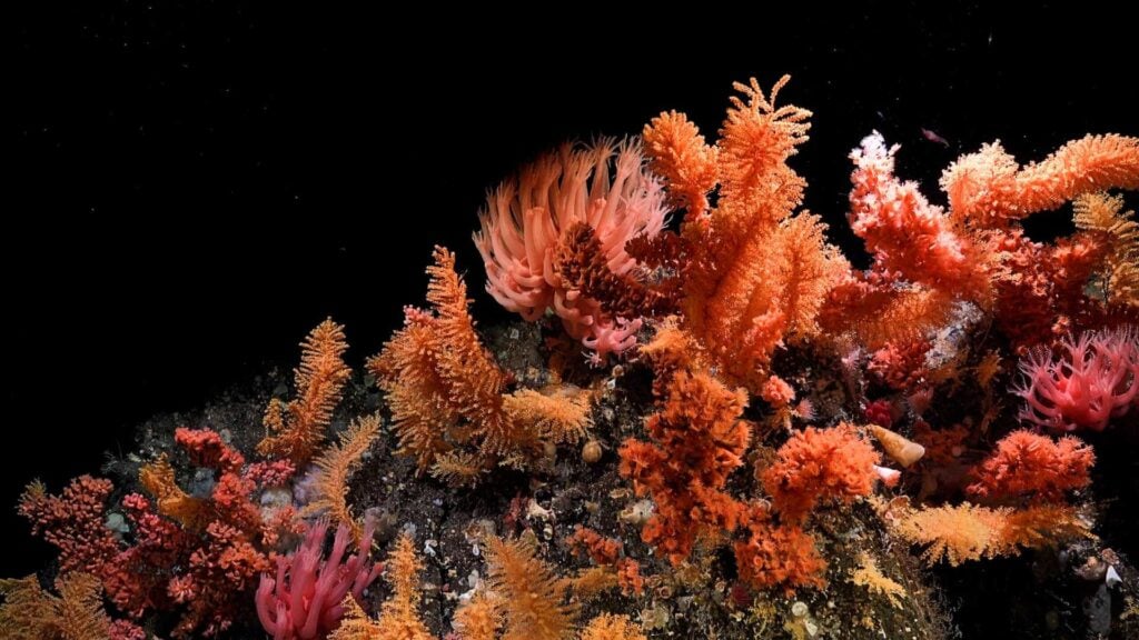 Vibrant coral garden (The Nippon Foundation - Nekton Ocean Census, Schmidt Ocean-Institute © 2025) 