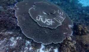 The vandalised coral off Bohol (Erico Aris Aumentado)