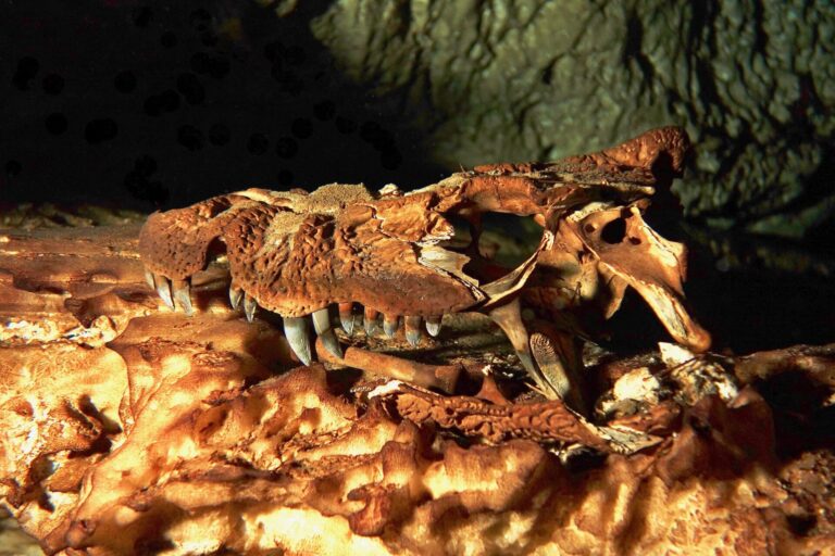 Ancient skull of horned crocodile, Gargantua