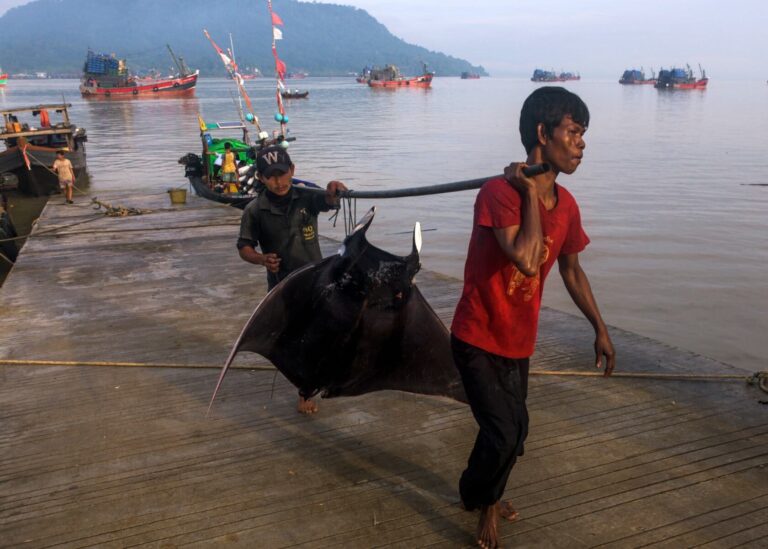 Spinetail devil ray fishery in Burma (Shin Arunrugstichai)